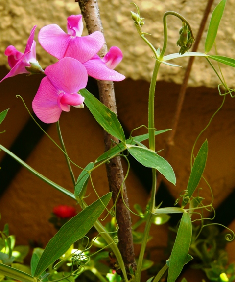 Lathyrus latifolius